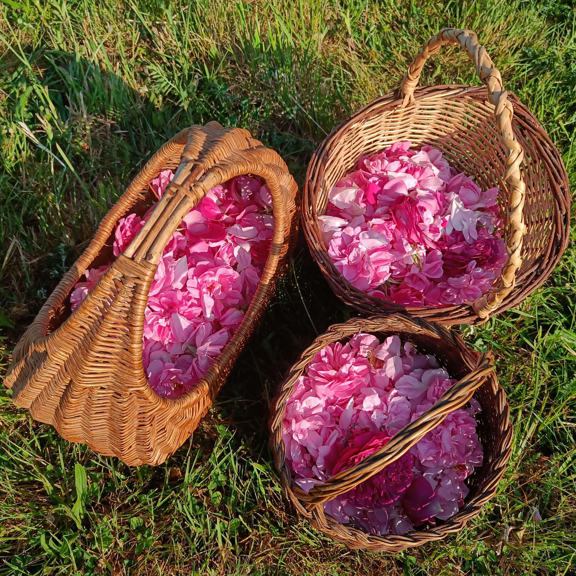 Pétales de Rose Eau Florale Aimée de Mars